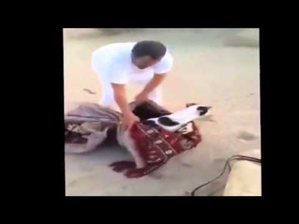 شاب يغامر و ينقذ كلب سقط داخل بئر‬