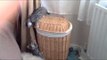 Bengal Kitten Buddies Play and Fight on a Wicker Basket