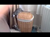 Bengal Kitten Buddies Play and Fight on a Wicker Basket