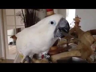 Clever Cockatoo Uses a Spoon to Feed Herself