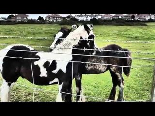 These Adorable Foals Scratch Each Other's Backs