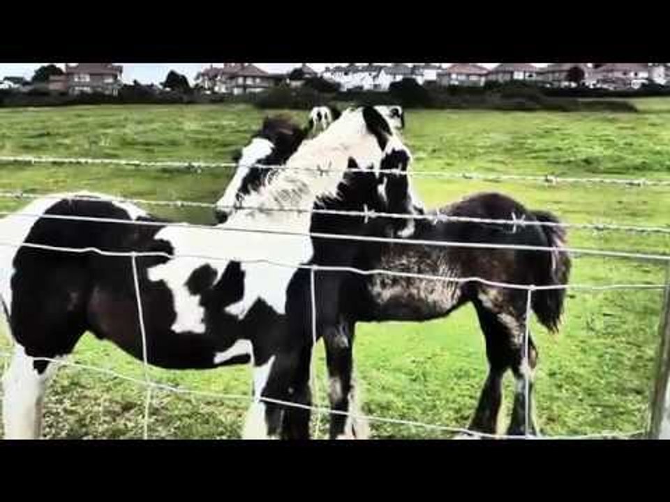 These Adorable Foals Scratch Each Other's Backs