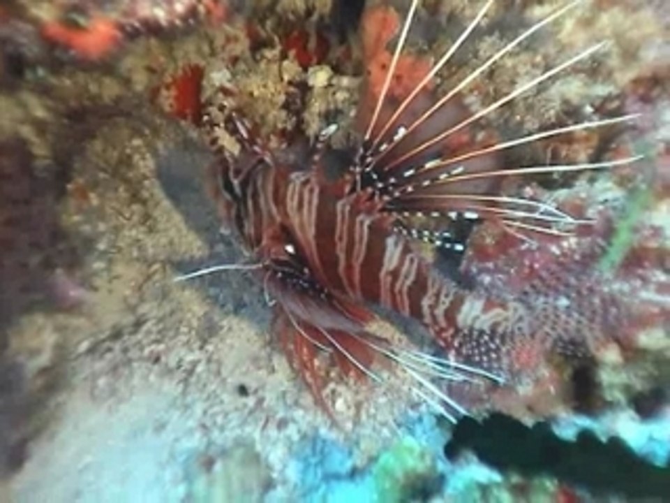 denis au Maldive02
