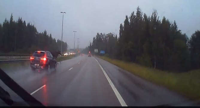 Accident d'une voiture avec un élan