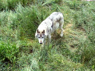 loup du gevaudan de 15 ans