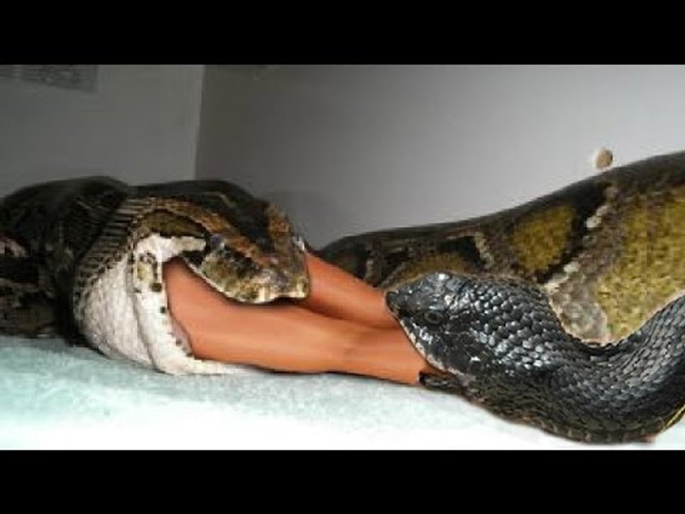 Giant anaconda attacks human - Biggest python snake - Most amazing wild animal attacks