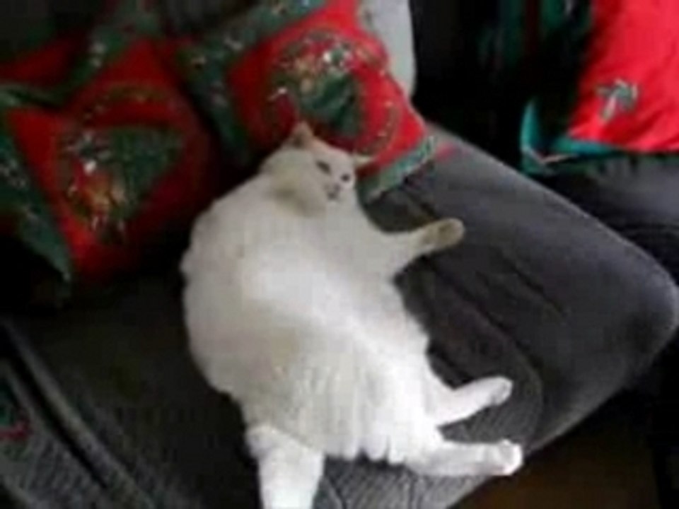 Katzenpflege