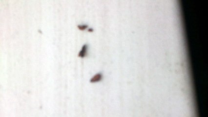 Дерево из семени