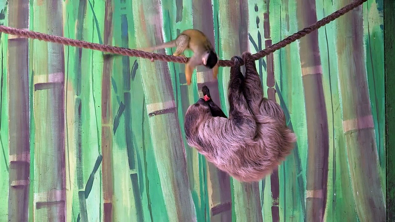 Дерзкое преступление! Смеялся до слез!