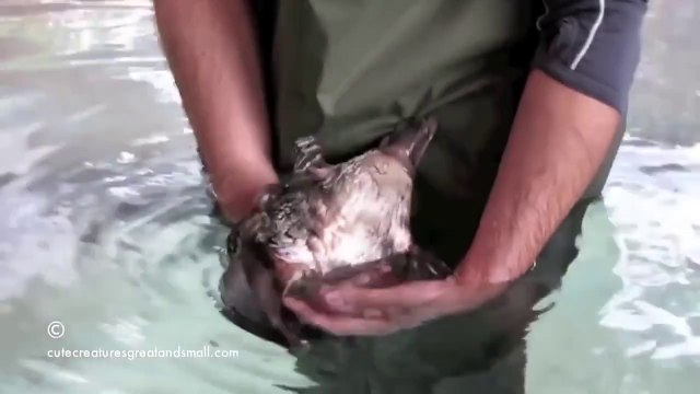 Утконос жжет! Смеялся до слез !)