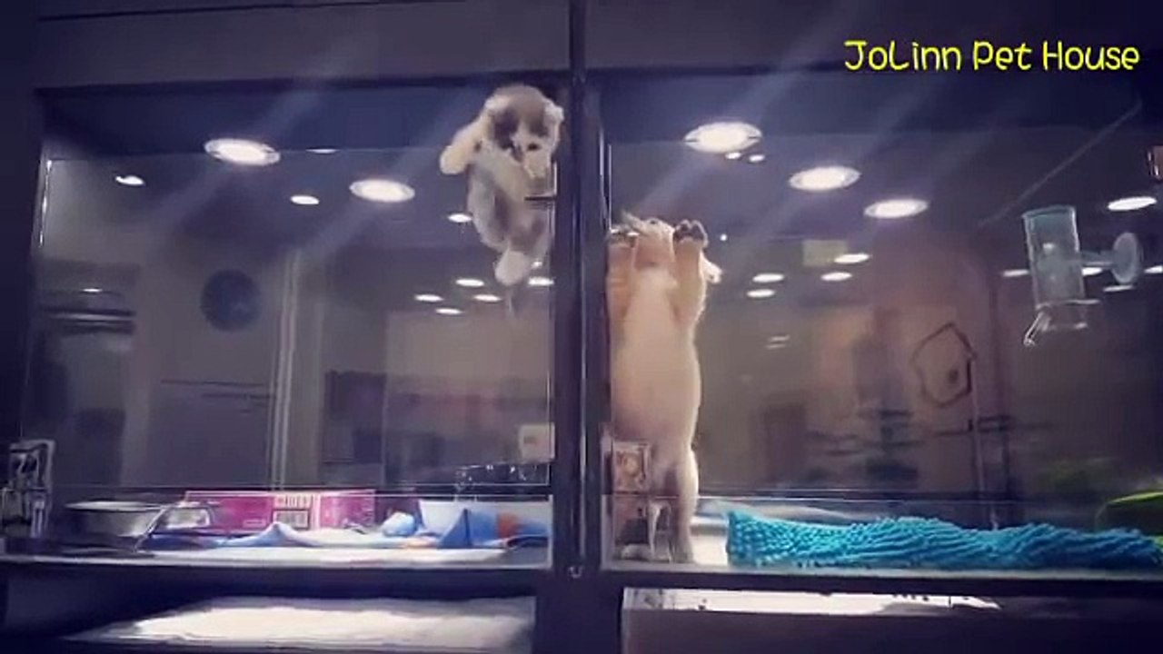 Котёнок сбежал к другу
