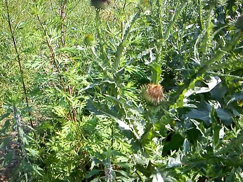 Я гуляю и снимаю берег, река Ока, город Орёл, на берегу колючки растут