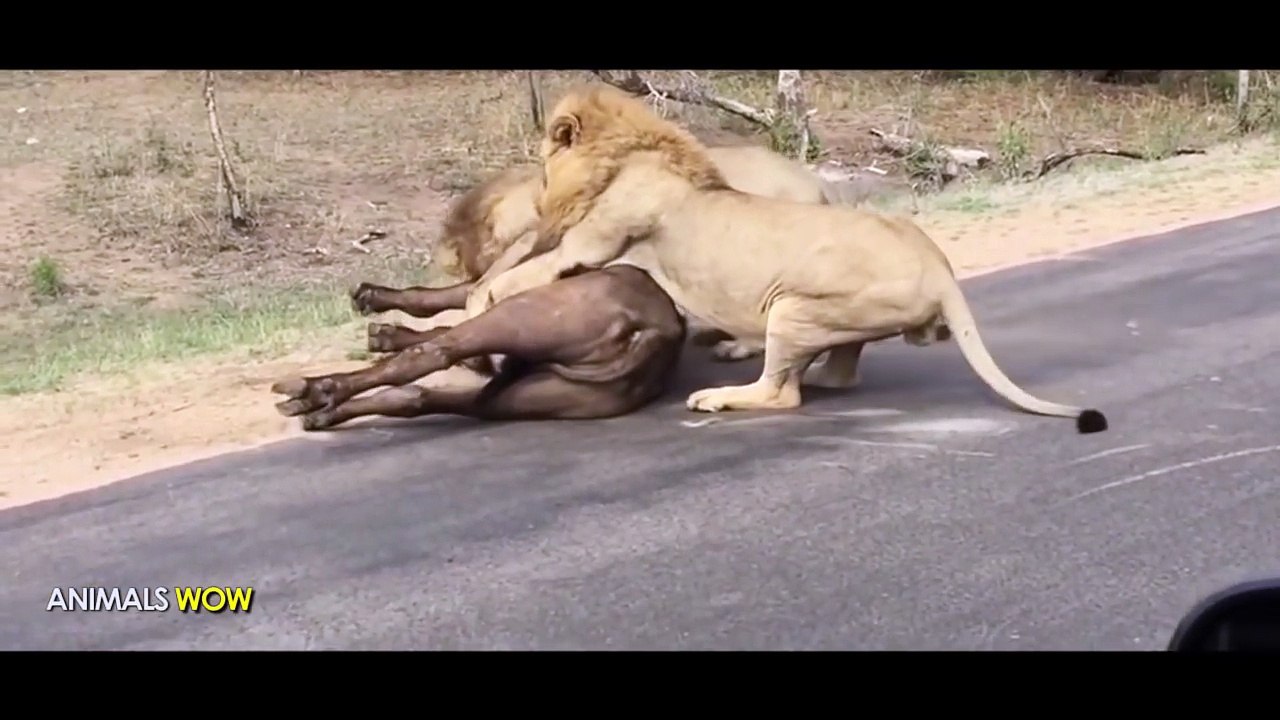 Most Amazing Wild Animal Attacks   Lion Attack Buffalo  Craziest Animal Fights