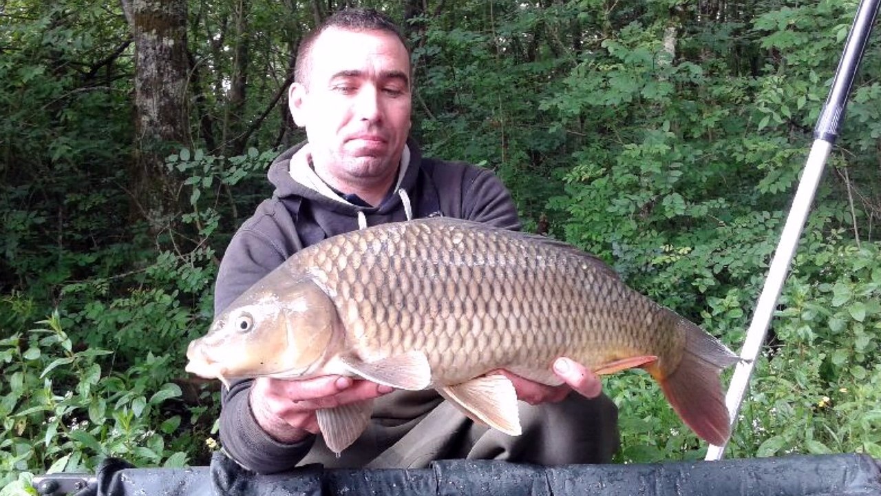 carpe 79 bressuire étang de maupertuis juin 2016