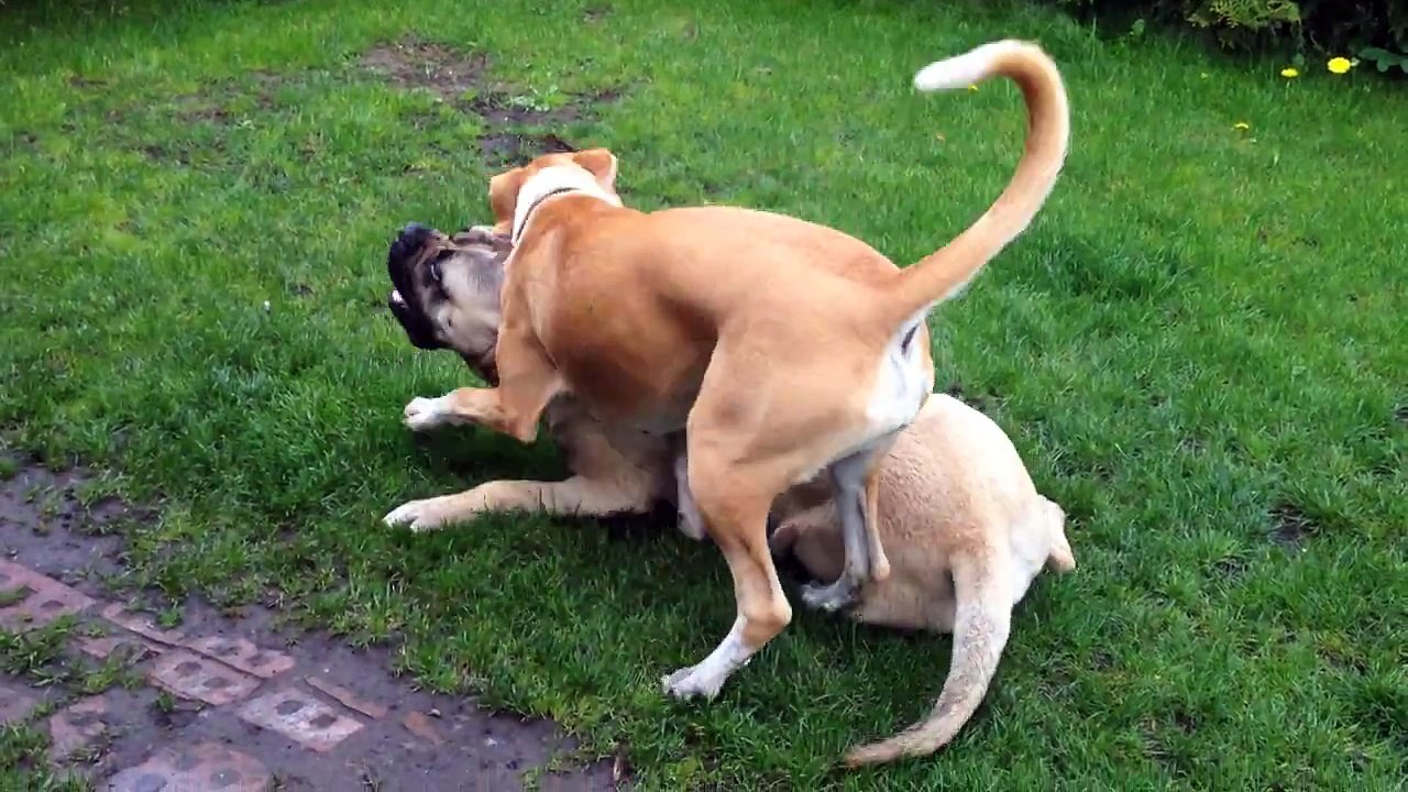 Bullmastiff  10 months ago 112 lbs  vs Pittbulterier girl 74 lbs :)