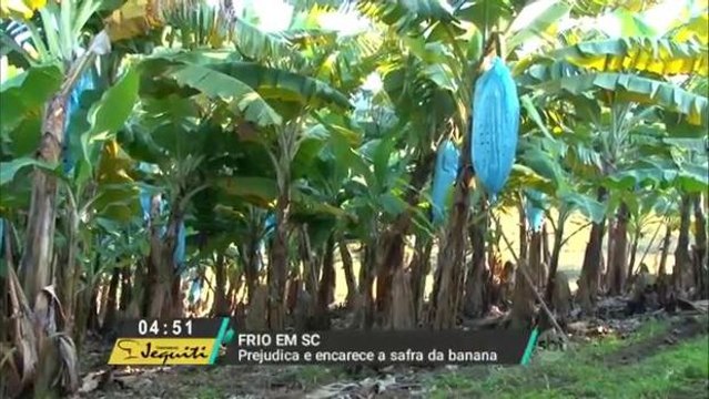 Frio causa prejuízo aos produtores de banana de Santa Catarina