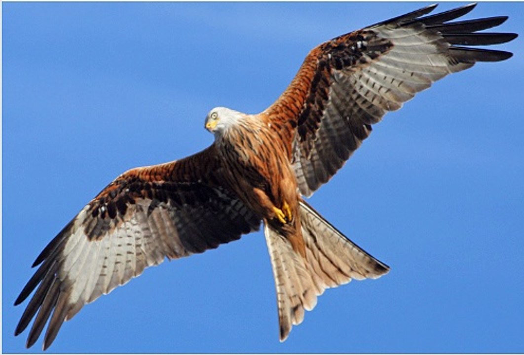 BBC Radio York 26Jun16 - persecution of red kites in North Yorkshire