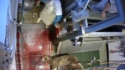 l'horreur Deux abattoirs Torture animalière Ces images proviennent des abattoirs de Pézenas (34) et du Mercantour (06).