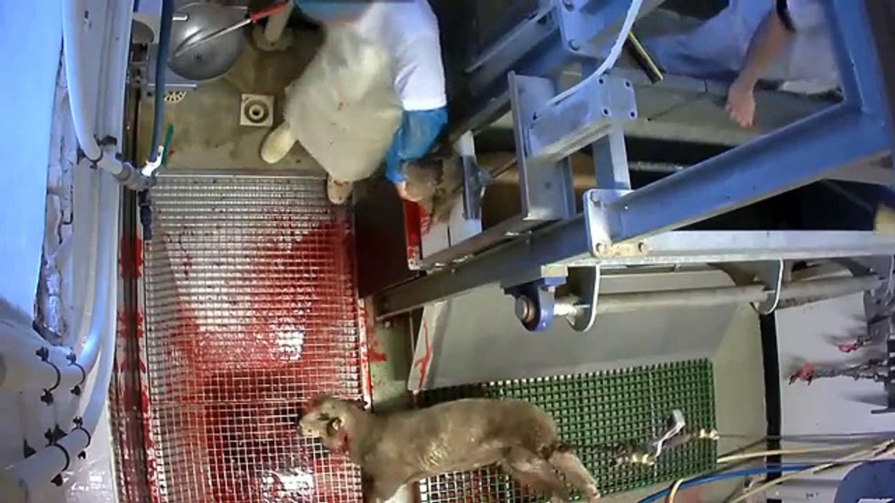 l'horreur Deux abattoirs Torture animalière Ces images proviennent des abattoirs de Pézenas (34) et du Mercantour (06).