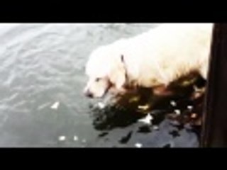 كلب يصطاد سمكه بطريقة ذكية