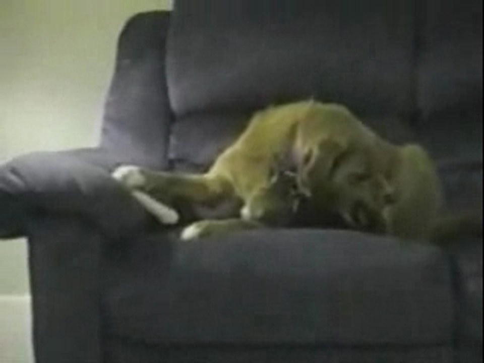 Le chien le plus con du monde