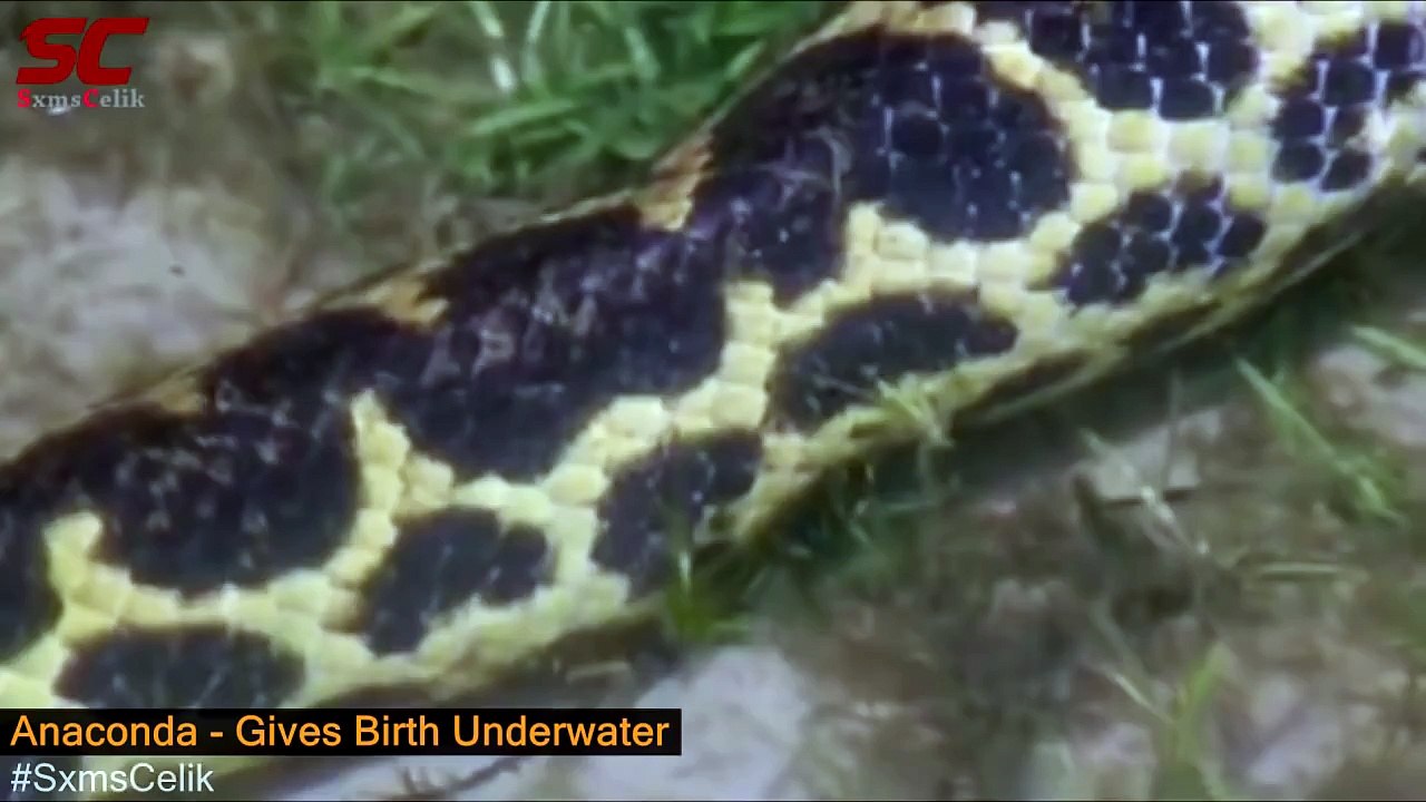 Animal giving birth videos 2015 - Rhino, Elephant, Giraffe, Sea Lion, Rhinoceros