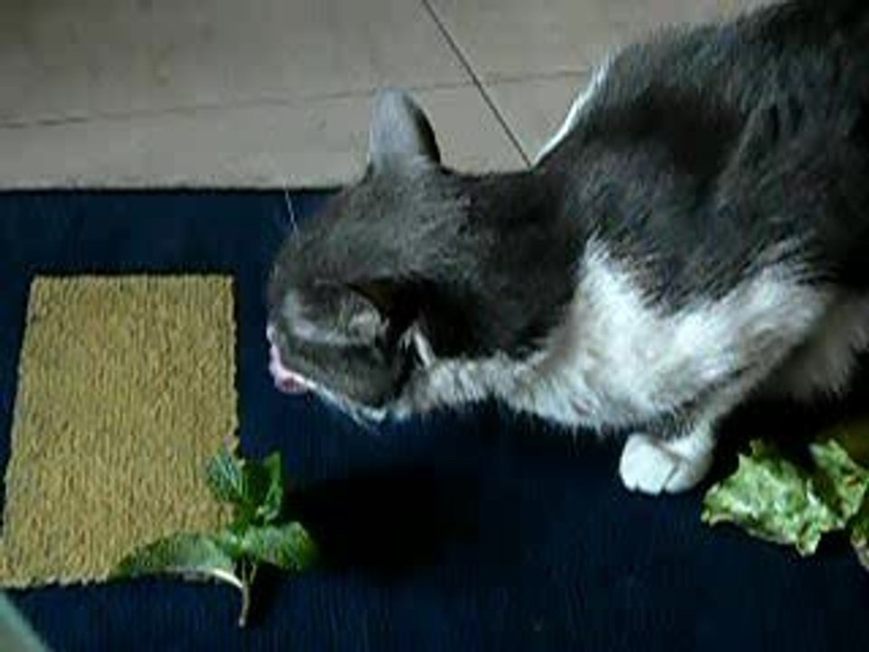 Minette teste la salade