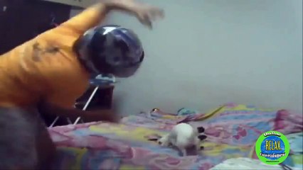 Chết cười với những con chó bá đạo nhất thế giới - Thế giới động vật