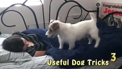 Chú chó thông minh nhất