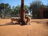 Adorable Lion Cubs Destroy Their Scratching Post in Record Time