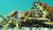Incredible Footage Shows Giant Spider Crab Molting