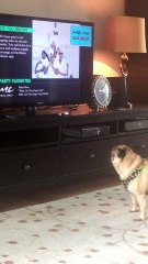 Pug- who let the dogs out