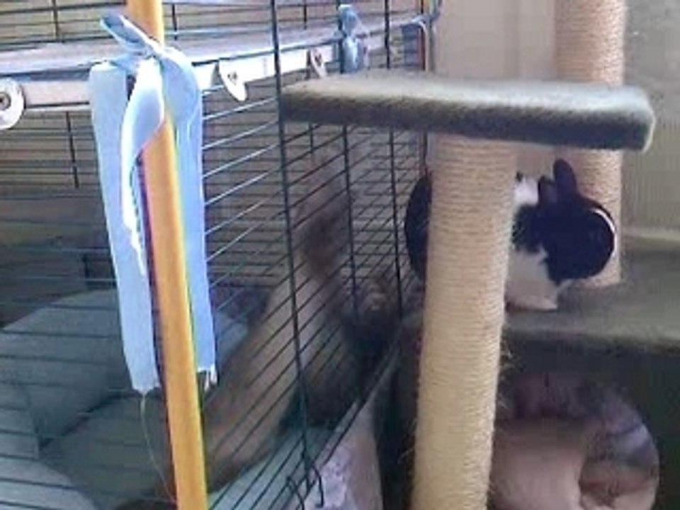 Bambou, Tao et Toys, le casse croute