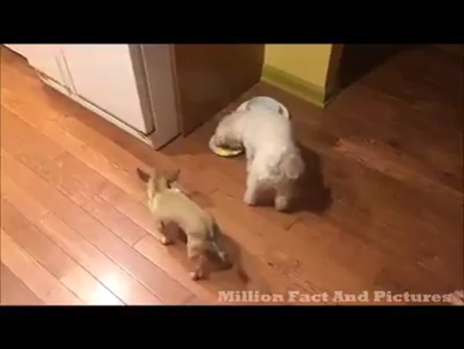 un chien fou