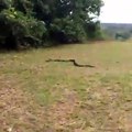 A brave girl caught Black Cobra live video Must watch