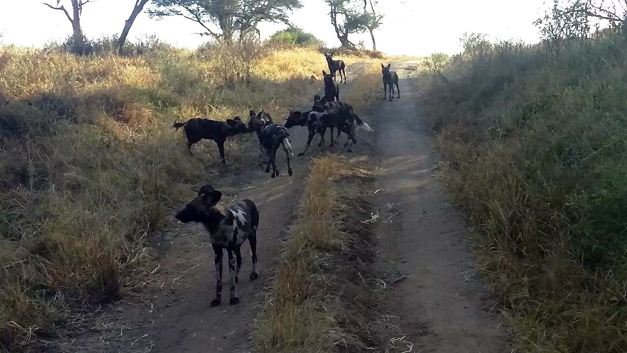 Tarangire Tanzania