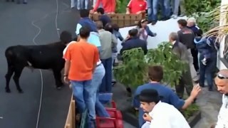 Funny video - Funny Animal - Funny crazy bull fails - Most Awesome Bullfighting Festival