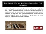 Pest Control- Why you Need it and how to Start Pest Infestation