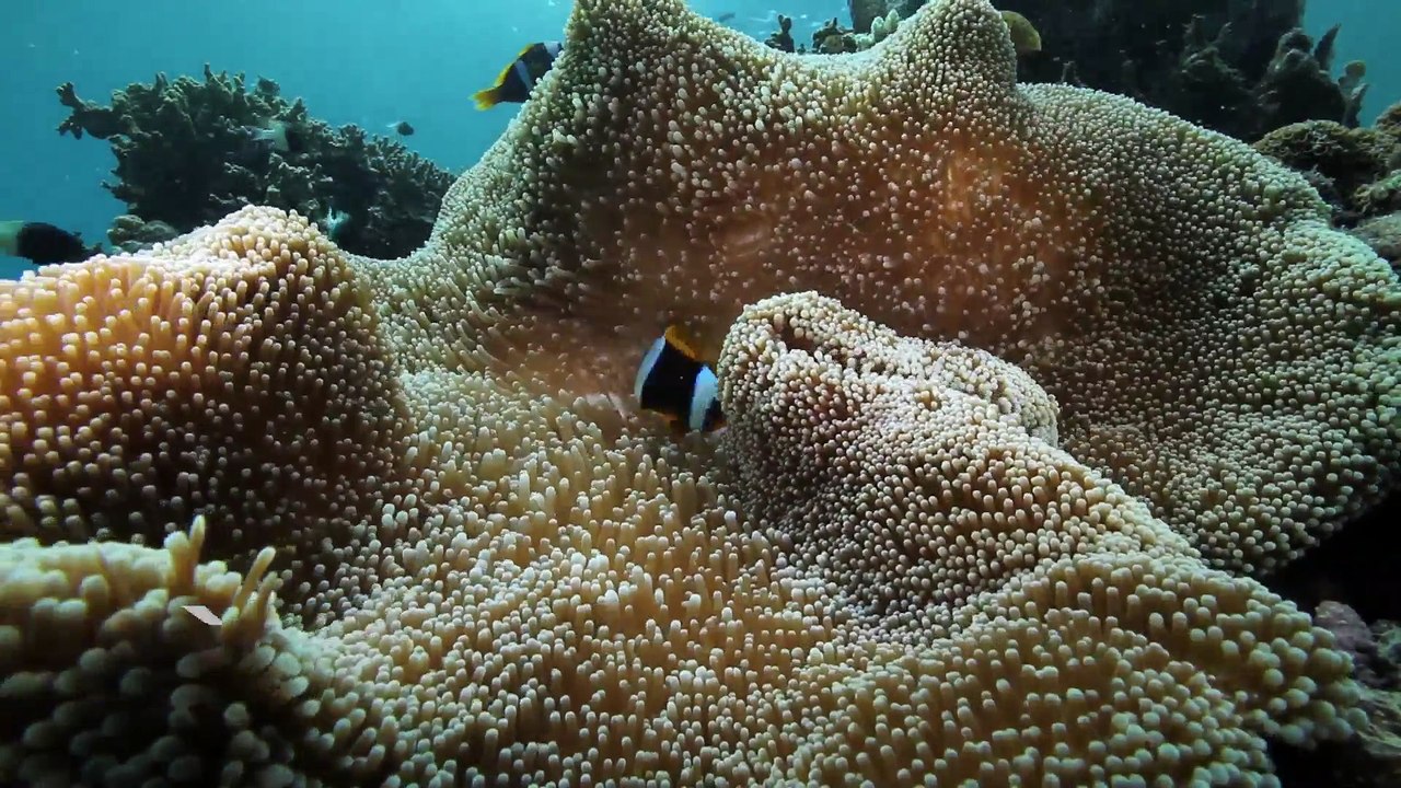 La Minute du Parc naturel marin de Mayotte - "Un Parc naturel marin, pourquoi ?" - Shimaoré
