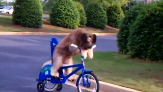 PETS RIDING HUMAN TOYS ★ ULTIMATE COMPILATION 2014 - 2016 (HD) [Funny Pets]
