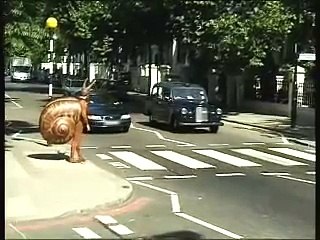 Funny Snail Crossing the Road