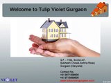 Tulip Violet Floor Plan