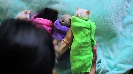 4 Minuscoli Micetti Si Apprestano A Fare Il Riposino, La Loro Dolcezza Vi Conquisterà