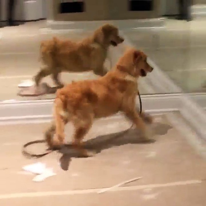 Un chiot pense avoir de nouveaux amis