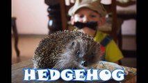 HEDGEHOG EATS COTTAGE CHEESE