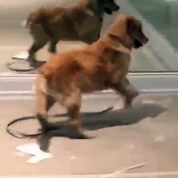 Un chiot a trouvé de nouveaux amis.. Ou pas.