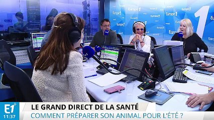 Toilettage, vaccins : comment préparer son animal pour l’été ?