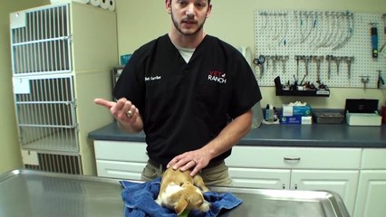 Ce petit chien doit tout à ce vétérinaire généreux !