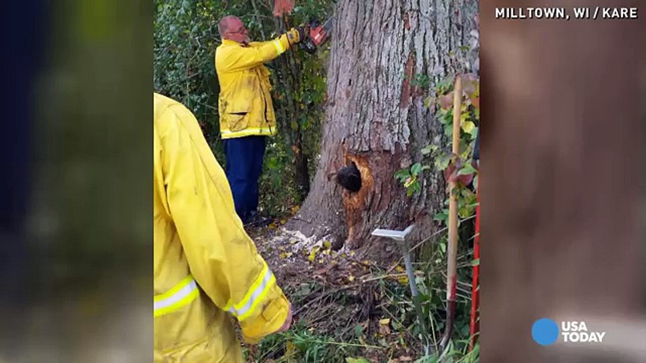 Sentono rumori da un albero, è un orso incastrato dentro.