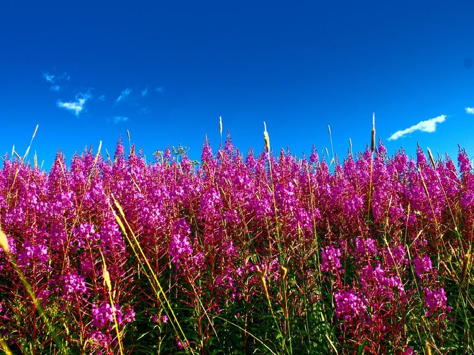 Summer Flowers